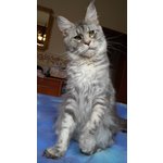 Maine coon Cuccioli - Foto n. 8