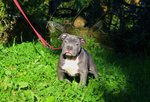 Disponibile Cucciolo di American Bully Abkc-Ebkc