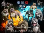 Disponibile Cucciolo di American Bully Abkc-Ebkc - Foto n. 2