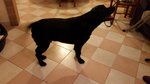 🐶 Labrador maschio di 9 anni e 6 mesi in accoppiamento a Vigonovo (VE) e in tutta Italia da privato