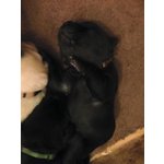Tre Cuccioli di Labrador con Pedigree - Foto n. 2