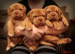 CUCCIOLI DOGUE DE BORDEAUX CON PEDIGREE