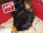 Balu, Cavia in Adozione