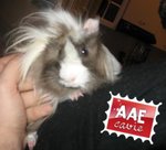 Pablo, Cavia in Adozione