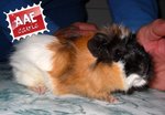 Zechila, Cavia in Adozione