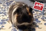 Tobia, Cavia in Adozione