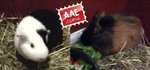 Pepe e Pepino, Cavia in Adozione