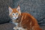 Maine coon Cuccioli con Pedigree