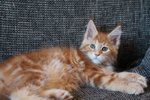 Maine coon Cuccioli con Pedigree - Foto n. 3