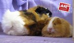 Cavia femmina in adozione a Venezia (VE) da associazione animali