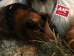 Cavia in adozione a Treviso (TV) da associazione animali