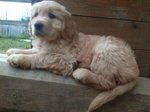 Golden Retriever Ottima Genealogia