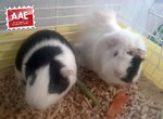 Cavia femmina in adozione a Genova (GE) da associazione animali