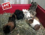 Cavia in adozione a Brescia (BS) da associazione animali