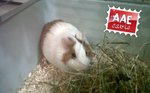 Cavia maschio in adozione a Milano (MI) da associazione animali