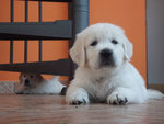 Cuccioli di Golden Retriever - Foto n. 3