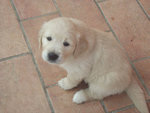 Cuccioli di Golden Retriever - Foto n. 4