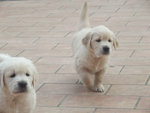 Cuccioli di Golden Retriever - Foto n. 6