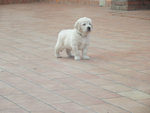 Cuccioli di Golden Retriever - Foto n. 8