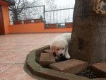 Cuccioli di Golden Retriever - Foto n. 10