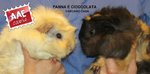 Cavia femmina in adozione a Brescia (BS) da associazione animali