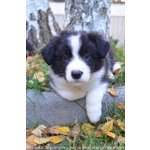 Bellissimi Cuccioli di Border Collie, Nipoti del Campione del Mondo di Bellezza - Foto n. 1