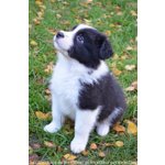 Bellissimi Cuccioli di Border Collie, Nipoti del Campione del Mondo di Bellezza - Foto n. 2