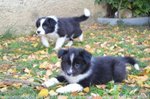 Bellissimi Cuccioli di Border Collie, Nipoti del Campione del Mondo di Bellezza - Foto n. 3