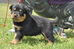 Cuccioli di Rottweiler