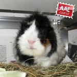 Cavia maschio in adozione a Como (CO) da associazione animali