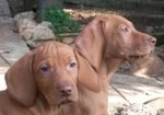 Bracco Ungherese - Vizsla - Foto n. 2