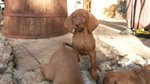 Bracco Ungherese - Vizsla - Foto n. 5