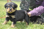 Cuccioli di Rottweiler - Foto n. 2