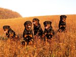 Cuccioli Rottweiler Eccezionale Sangue Tedesca - Foto n. 2