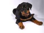 Cuccioli Rottweiler Eccezionale Sangue Tedesca