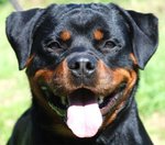 Cuccioli Rottweiler Eccezionale Sangue Tedesca - Foto n. 3