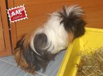 Pedro, cavia in adozione