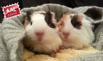 Cavia in adozione a Venezia (VE) da associazione animali