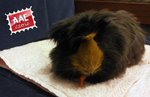 Cavia femmina in adozione a Genova (GE) da associazione animali