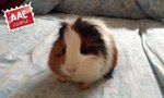 Potty, cavia in adozione