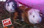 Cavia in adozione a Milano (MI) da associazione animali