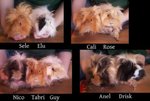 Cavia in adozione a Torino (TO) da associazione animali