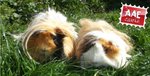 Cavia in adozione a Como (CO) da associazione animali