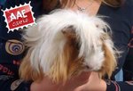 Cavia femmina in adozione a Treviso (TV) da associazione animali