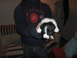 Cuccioli Border Collie - Foto n. 7