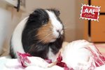 Cavia maschio in adozione a Venezia (VE) da associazione animali