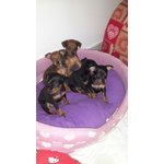 Vendo Cuccioli di Pinscher