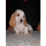 Cuccioli Bassethound Bianco/arancio