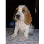 Cuccioli Bassethound Bianco/arancio - Foto n. 3