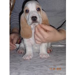 Cuccioli Bassethound Bianco/arancio - Foto n. 4